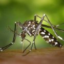 Botched Tests Lead to Retesting for Zika in Nation’s Capital