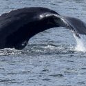 Navy Warns That Whales On Atlantic Coast Are Vulnerable To Ship Strikes
