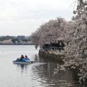 LISTEN: Cherry Blossoms Peak Bloom – Will There Even Be One?