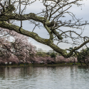 LISTEN: DC’s Cherry Blossoms Could Hit Peak Bloom in 2 Weeks