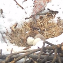 WATCH: Eaglet Hatches at D.C. Police Academy