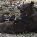 Maryland Zoo Now Home to 2 Montana Grizzly Bear Cubs