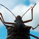 LISTEN: Early Spring Means Early – and Many More – BUGS