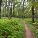 Virginia State Parks To Offer Programs for Kids This Saturday