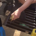 WATCH: DC Fire and EMS Rescue Eight Ducklings from Storm Drain
