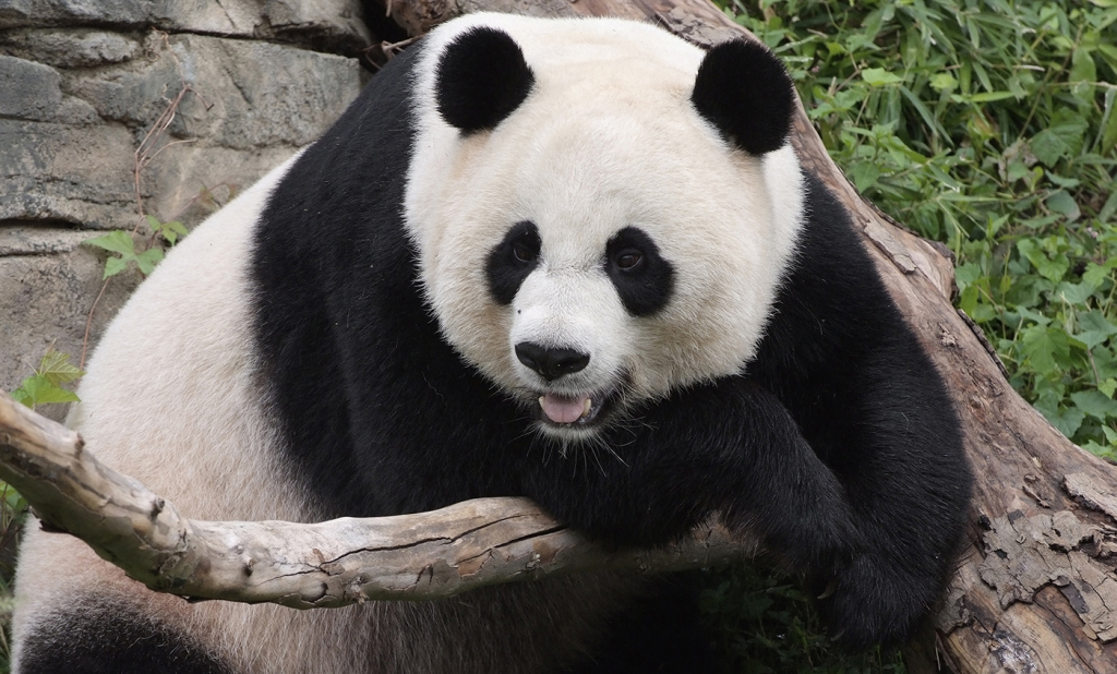 The National Zoo's giant pandas depart for China
